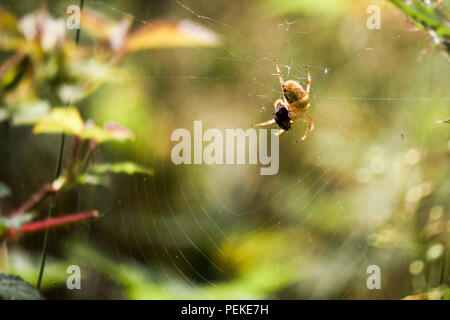 Isolierte Spider auf spidernet mit seiner Beute Stockfoto