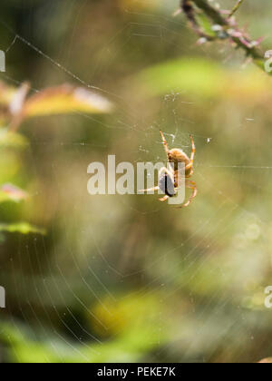 Isolierte Spider auf spidernet mit seiner Beute Stockfoto