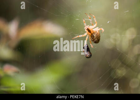 Isolierte Spider auf spidernet mit seiner Beute Stockfoto