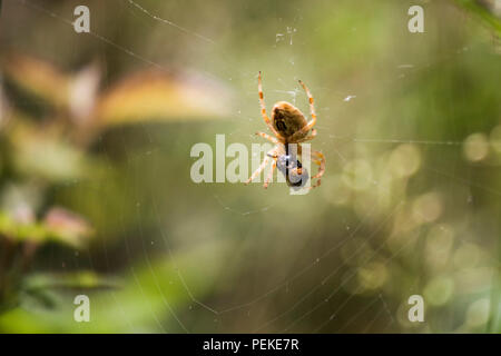 Isolierte Spider auf spidernet mit seiner Beute Stockfoto