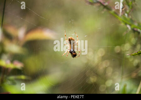 Isolierte Spider auf spidernet mit seiner Beute Stockfoto