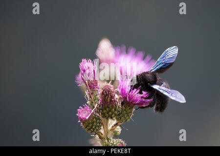 Close-up Erfassung von isolierten käfer insekt auf Blume Stockfoto