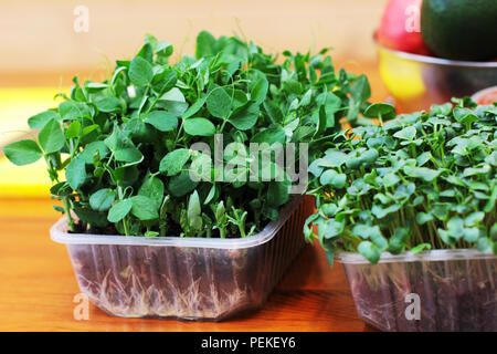 Frische Sprossen grüne Erbsen in Containern in der Küche Stockfoto