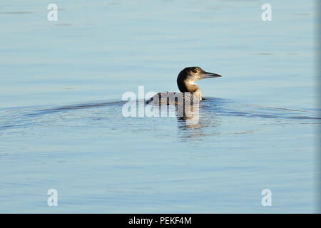 Juvenile Great Northern diver im See schwimmen weg von der Kamera mit Kopf nach rechts im Winter Sonnenschein Stockfoto