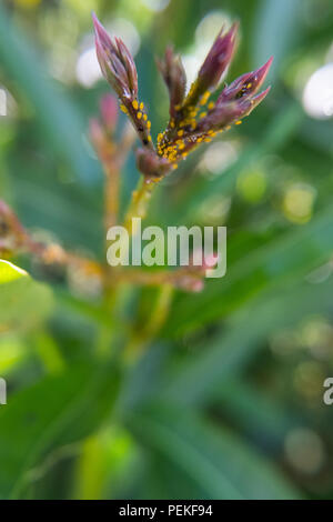 Sick Nerium oleander Blütenknospen mit Blattläusen auch als blattlaus und blackfly bekannt. Stockfoto