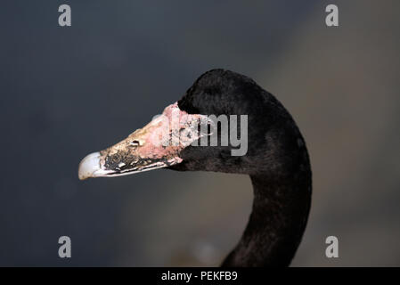 Nahaufnahme der Kopf einer Spaltfußgans (Anseranus semipalmata) an der Wildvogel und Wetland Trust in Südengland. Stockfoto