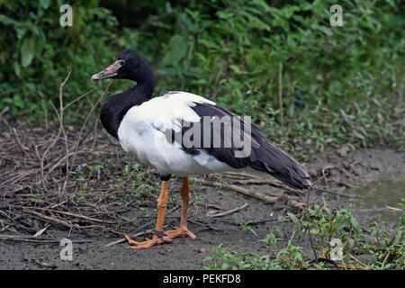 Ein erwachsener Spaltfußgans (Anseranus semipalmata) stand neben einem kleinen See an der Wildvogel und Wetland Trust in Südengland. Stockfoto