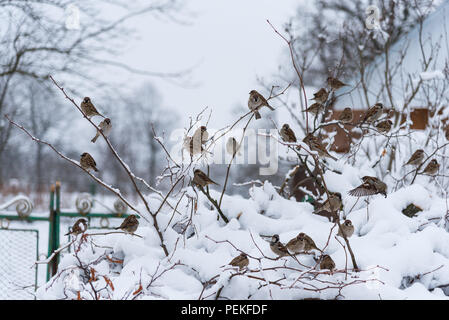 Gruppe von Spatzen auf schneebedeckten Bush, Winter, Ukraine Stockfoto