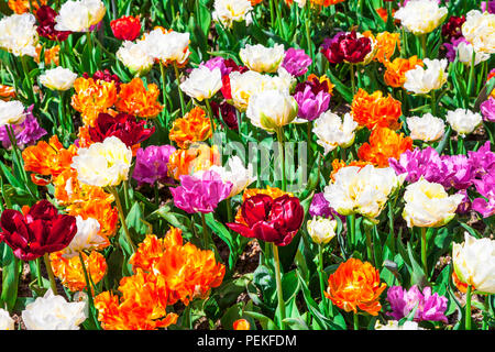 Blühen bunte Blumen in Keukenhof Park, Niederlande. Stockfoto