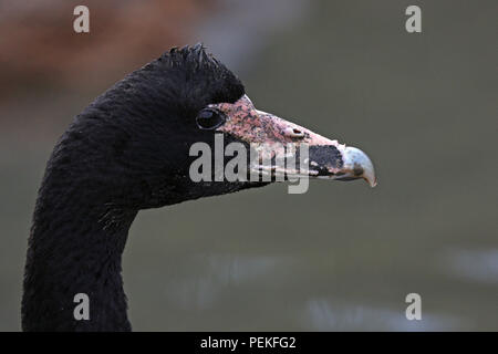 Nahaufnahme der Kopf einer Spaltfußgans (Anseranus semipalmata) an der Wildvogel und Wetland Trust in Südengland. Stockfoto