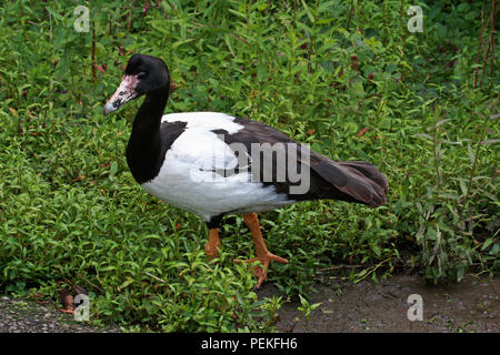 Ein erwachsener Spaltfußgans (Anseranus semipalmata) stand neben einem kleinen See an der Wildvogel und Wetland Trust in Südengland. Stockfoto