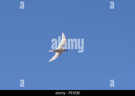 White Tern (Gygis alba) im Flug auf die Insel Ascension im Südatlantik Stockfoto