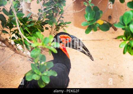 Südliche Hornrabe. Bucorvus leadbeateri mit einem roten Kopf und blaue Augen. Flache konzentrieren. Konzentrieren Sie sich auf den Kopf des Vogels. Selektive konzentrieren. Stockfoto