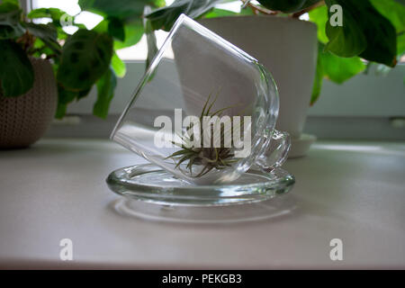 Tillandsia Luft Werk in Glas Schale in der Nähe der Fenster mit Topfpflanzen maranta Pflanzen hinter Stockfoto