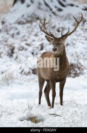 Red Deer Stag im Schnee Richmond Park Großbritannien Stockfoto