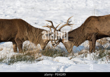 Rotwild Hirsche Hirschbrunft im Schnee Richmond Park Großbritannien Stockfoto