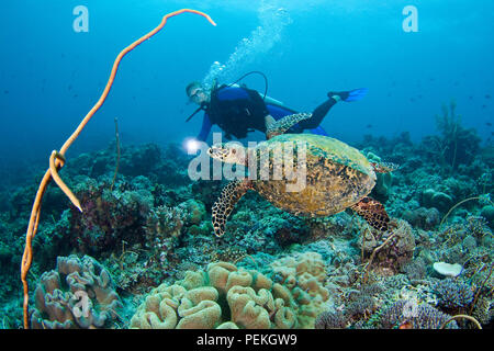 Eine bedrohte Art, Karettschildkröten, Eretmochelys imbricata, sind ein häufiger Anblick auf Tubbataha Riff. Der Taucher ist Model Released. Philippinen. Stockfoto