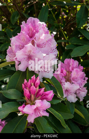 Rosa Rhododendron blüht im Langley Park, eine historische Parkanlage in Buckinghamshire, Großbritannien Stockfoto