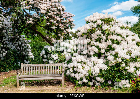 Eine Bank unter weißen Rhododendren in Langley Park, eine historische Parkanlage in Buckinghamshire, Großbritannien Stockfoto