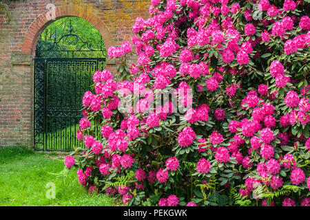 Ein Gateway neben Rhododendron in Langley Park, eine historische Parkanlage in Buckinghamshire, Großbritannien Stockfoto