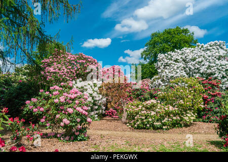 Rhododendren und Azaleen in Langley Park, eine historische Parkanlage in Buckinghamshire, Großbritannien Stockfoto