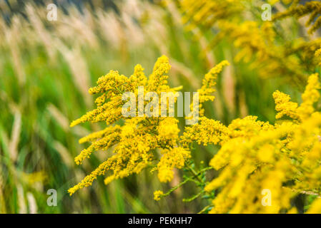 Goldrute blühen im Sommer auf der Wiese. Stockfoto