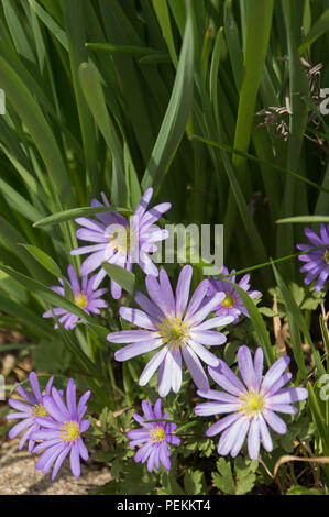Ziemlich lila Grecian Balkan Anemone Blumen close-up im Frühjahr Stockfoto