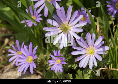 Ziemlich lila Grecian Balkan Anemone Blumen close-up im Frühjahr Stockfoto