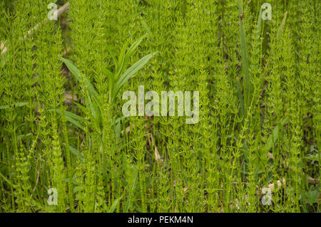 Wilde kraut Schachtelhalm Equisetum wachsen in Hülle und Fülle in einem feuchten sumpfige Clearing Stockfoto