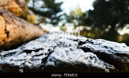 Frost und Schnee auf geschlagenem Holz an einem Wintermorgen auf Aylesbeare Common in East Devon, England, Vereinigtes Königreich Stockfoto