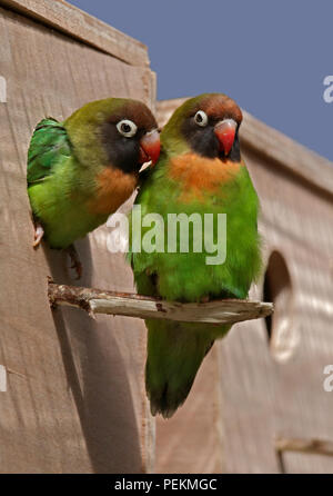 Zwei schwarze ist lovebird (Agapornis nigriventis) am Nest Stockfoto