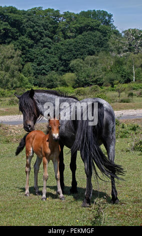Stute und Fohlen, New Forest Ponys, New Forest, Hampshire, England Stockfoto