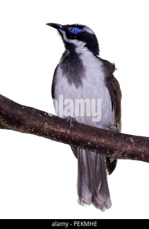 Blaue konfrontiert-Honigfresser (Entomyzon Cyanotis) Stockfoto