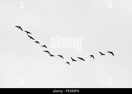 Ein Strang der Kanada Gänse Branta canadensis in einer V-Formation fliegen in der Silhouette zu sehen. Stockfoto