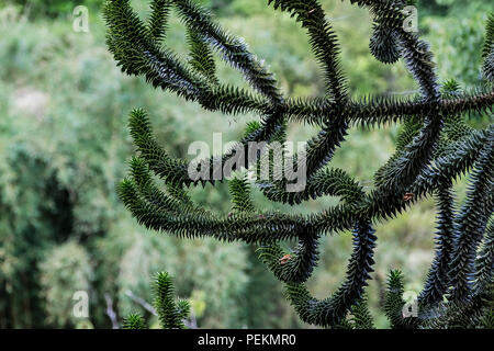 Die Zweige eines Monkey Puzzle Tree Araucaria araucana Stockfoto