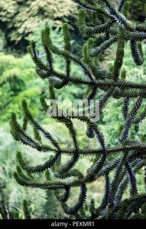 Die Zweige eines Monkey Puzzle Tree Araucaria araucana Stockfoto