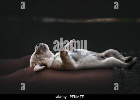 Junge niedlichen gelben Labrador Retriever Hunde Welpen Haustier liegt auf weibliche Beine schlafen Stockfoto