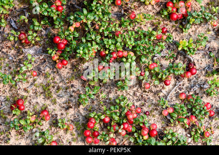 Wilde Preiselbeeren, Northern Quebec, Kanada Stockfoto