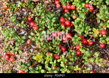 Wilde Preiselbeeren, Northern Quebec, Kanada Stockfoto