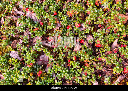 Wilde Preiselbeeren, Northern Quebec, Kanada Stockfoto