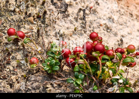 Wilde Preiselbeeren, Northern Quebec, Kanada Stockfoto