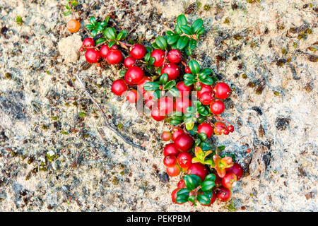 Wilde Preiselbeeren, Northern Quebec, Kanada Stockfoto