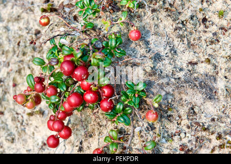 Wilde Preiselbeeren, Northern Quebec, Kanada Stockfoto