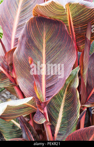 CANNA Lily Blattmuster. Stockfoto