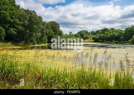 Vegetation und Teich in der Nähe der Aufnahmen Hütte in Lyme Park, compstall in Chesire, Vereinigtes Königreich Stockfoto