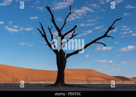 Schöne schwarze Silhouette Baum in Wüste mit Sand Dunes, Deadvlei, Namibia Stockfoto