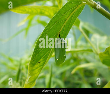 Ein monarch butterfly Chrysalis, Danaus plexippus, vom Blatt einer milkweed Pflanzen in einem Garten in Spekulant, NY USA hängen. Stockfoto