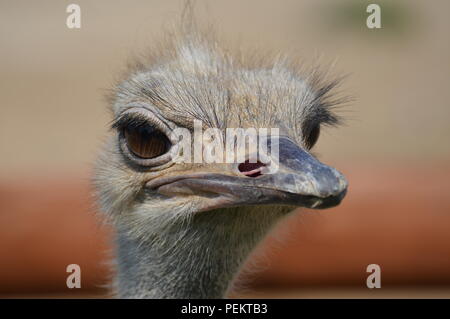 Nahaufnahme eines Straußes Stockfoto