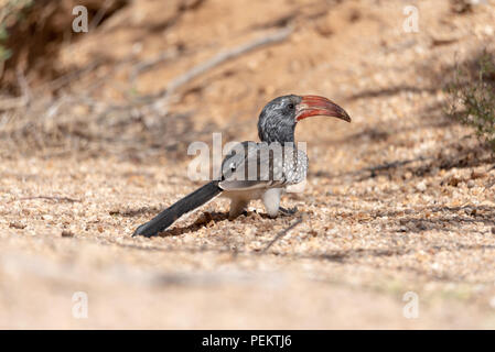 Ein Monteiro red billed Hornbill sitzen auf dem Boden weg schauen, Namibia Stockfoto