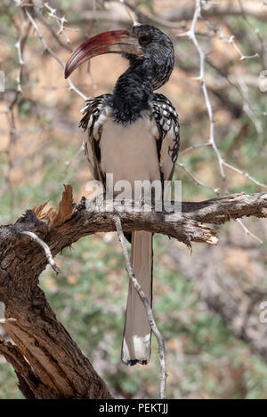 Porträt einer wunderschönen stolz Monteiro's Red billed Hornbill in einem schattigen Baum, Spitzkoppe, Namibia Stockfoto